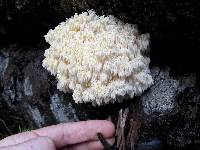 Hericium abietis image