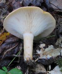 Lactarius croceus image