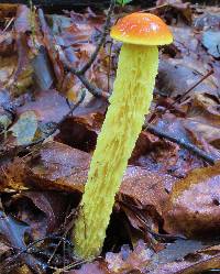 Heimioporus betula image