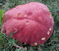 Boletus miniatopallescens image