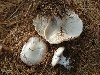 Clitocybe robusta image