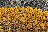 Xanthoria elegans image