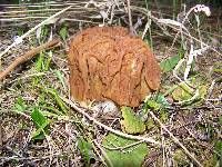Gyromitra gigas image