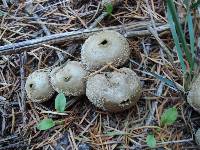 Lycoperdon nigrescens image