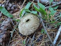 Lycoperdon nigrescens image