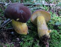 Boletus auripes image