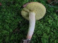 Boletus illudens image