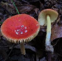 Amanita parcivolvata image