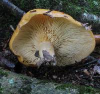 Lactarius croceus image