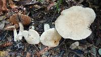 Cortinarius niveoglobosus image