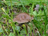 Psilocybe baeocystis image