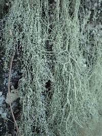 Usnea articulata image