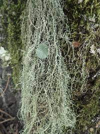 Usnea articulata image