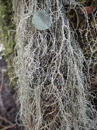 Usnea articulata image