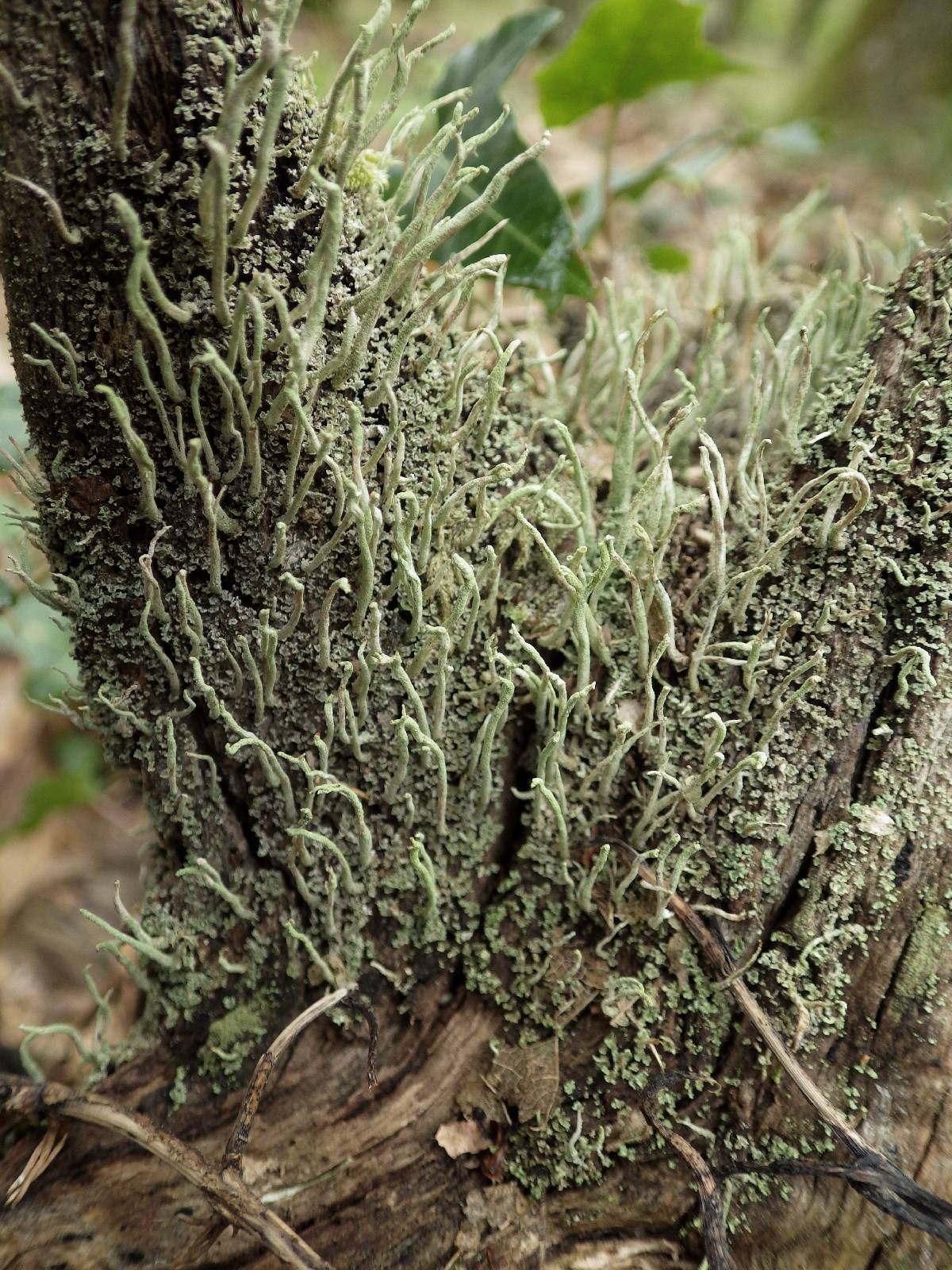 Cladonia polydactyla image