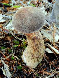 Boletellus mirabilis image