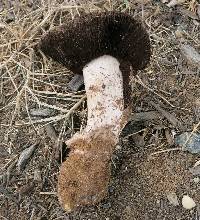 Agaricus pequinii image