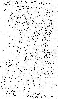 Pluteus tomentosulus image