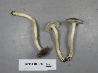 Hygrocybe lacmus image