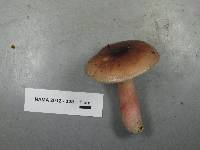 Russula pelargonia image