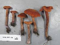 Laccaria bicolor image