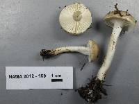 Hygrophorus agathosmus image