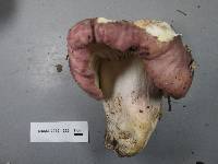 Russula cyanoxantha image