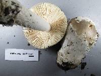 Amanita crassiputamen image