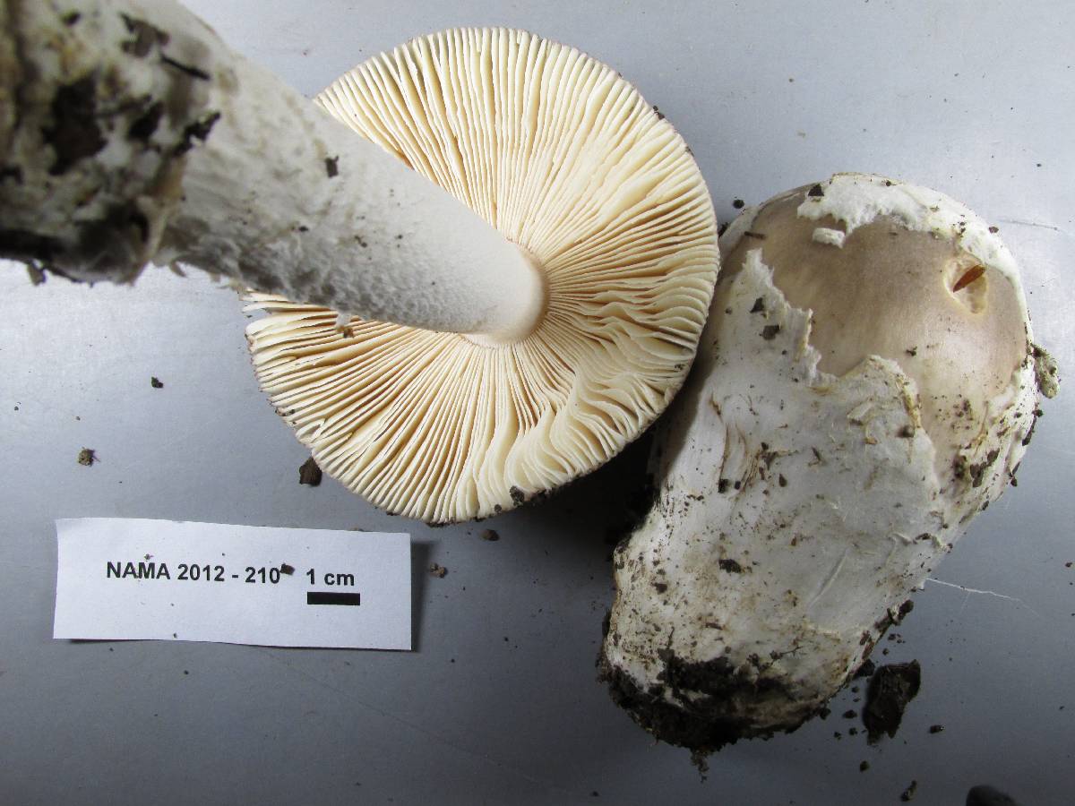 Amanita crassiputamen image