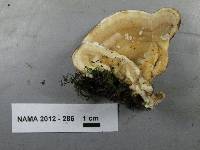 Bjerkandera adusta image