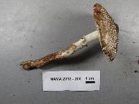 Lepiota fuliginescens image