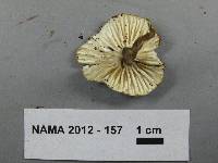 Hygrocybe russocoriacea image