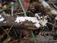 Anomoloma myceliosum image