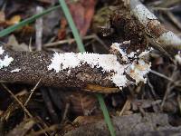 Anomoloma myceliosum image