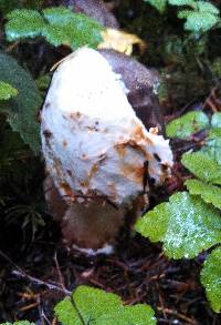 Amanita pachycolea image