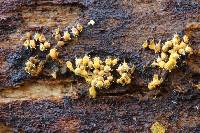 Polycephalomyces tomentosus image