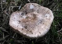 Leucoagaricus barssii image