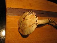 Amanita smithiana image