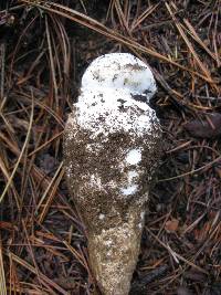 Amanita smithiana image