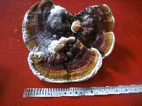 Ganoderma tuberculosum image