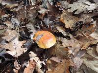 Boletus chippewaensis image