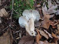 Hygrophorus camarophyllus image