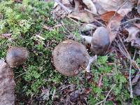 Hygrophorus camarophyllus image