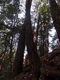 Laetiporus conifericola image