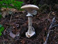 Amanita porphyria image