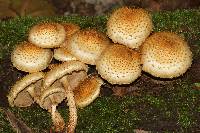 Pholiota squarrosoides image