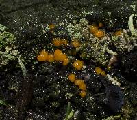 Dacrymyces stillatus image