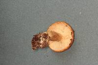 Lactarius hysginus image