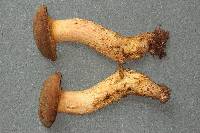 Boletus ferrugineus image