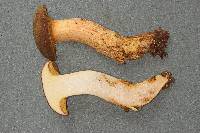 Boletus ferrugineus image